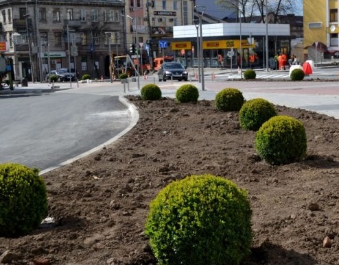 дерева кущі терн