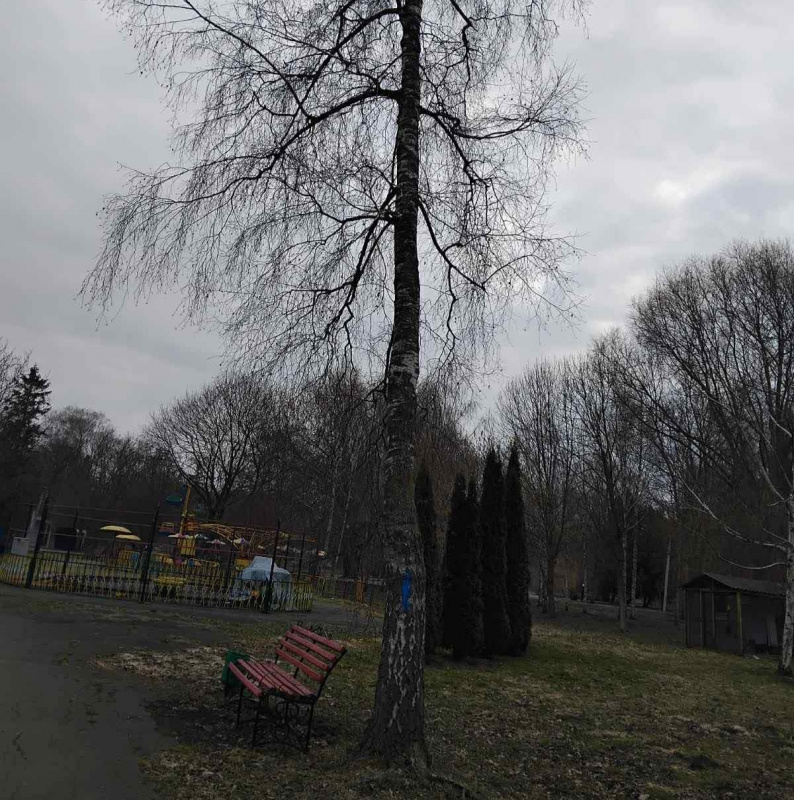 dereva 19 03 26