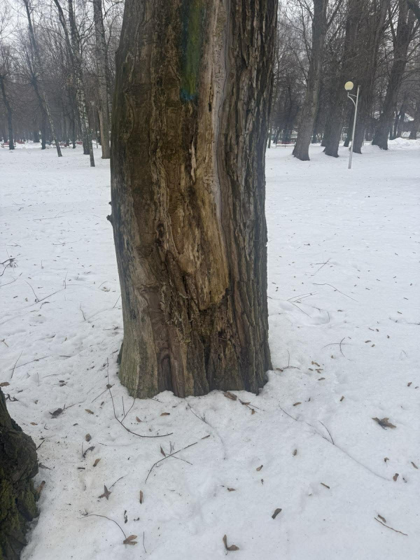 dereva110226 2